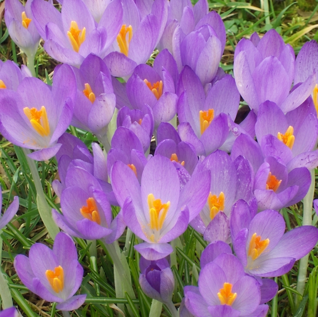 Crocus tommasinianus 